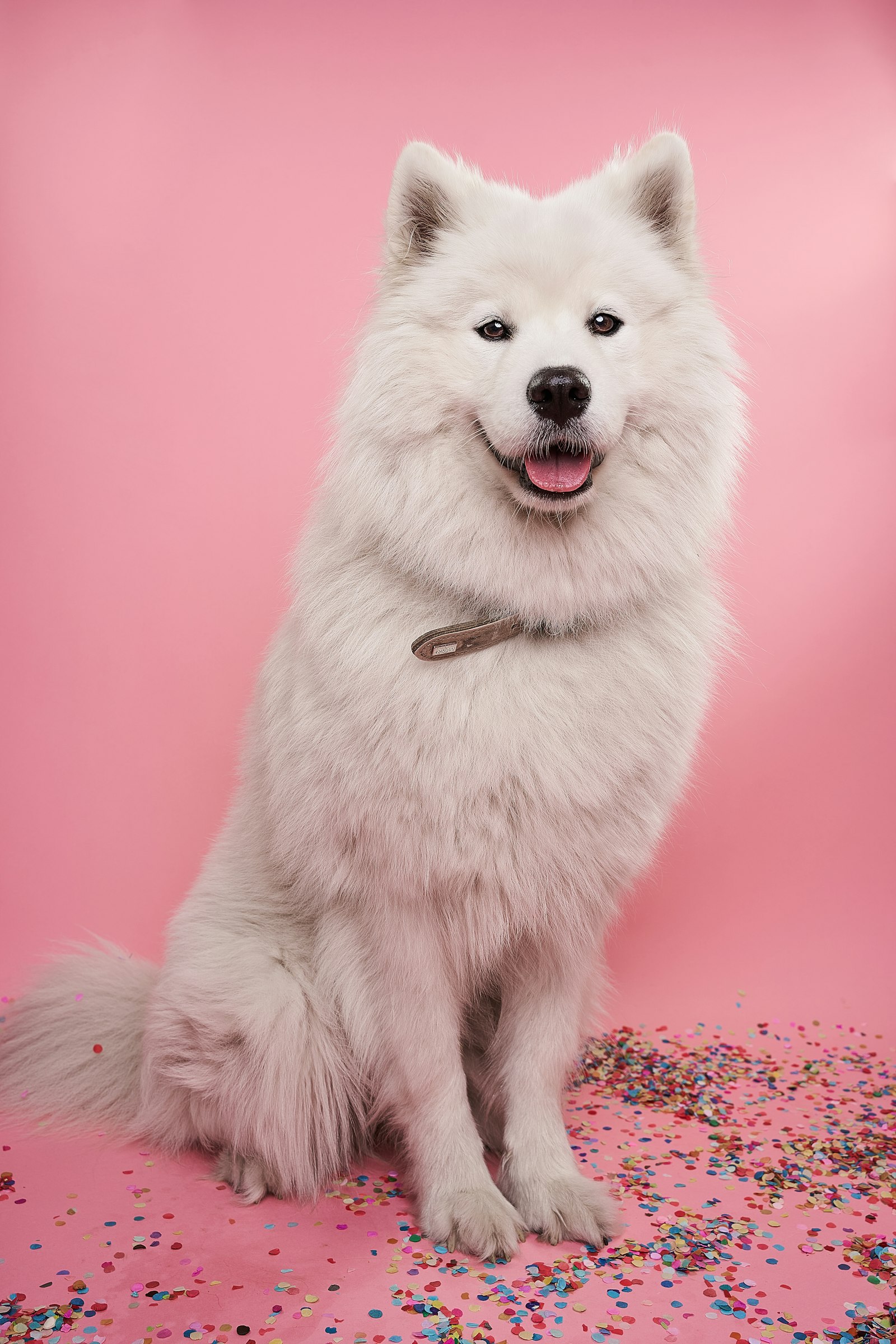 Hundesalon & Pflege